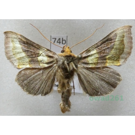 Diachrysia chrysitis (Linnaeus, 1758) Czech74b